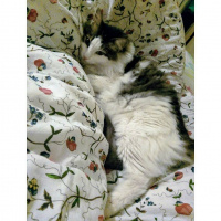 Tekir Kedi, Kedi  Asit fotoğrafı