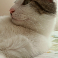 Tekir Kedi, Kedi  Şerafettin (Şero) fotoğrafı
