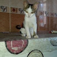 Tekir Kedi, Kedi  Şerafettin (Şero) fotoğrafı