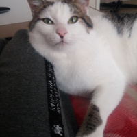 Tekir Kedi, Kedi  Şerafettin (Şero) fotoğrafı