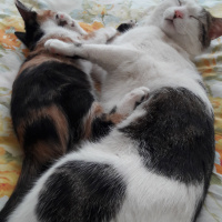 Tekir Kedi, Kedi  Şerafettin (Şero) fotoğrafı