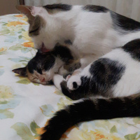 Tekir Kedi, Kedi  Şerafettin (Şero) fotoğrafı