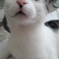 Tekir Kedi, Kedi  Şerafettin (Şero) fotoğrafı