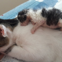 Tekir Kedi, Kedi  Şerafettin (Şero) fotoğrafı