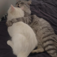 Chinchilla, Kedi  Kuvars&Coby fotoğrafı
