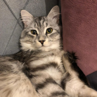 Chinchilla, Kedi  Kuvars&Coby fotoğrafı