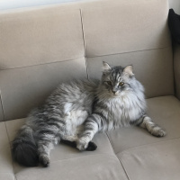 Chinchilla, Kedi  Kuvars&Coby fotoğrafı