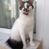 Tekir Kedi, Kedi  Mösyö Paşa fotoğrafı