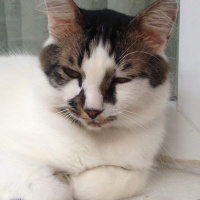 Tekir Kedi, Kedi  Mösyö Paşa fotoğrafı
