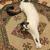 Tekir Kedi, Kedi  Mösyö Paşa fotoğrafı