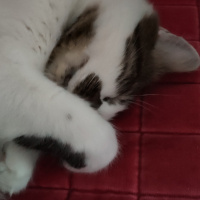 Tekir Kedi, Kedi  Mösyö Paşa fotoğrafı