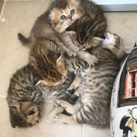 Scottish Fold, Kedi  Yok fotoğrafı