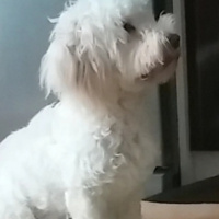 Maltese, Köpek  Baksi fotoğrafı