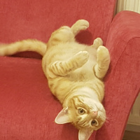 Sarman, Kedi  Aşil fotoğrafı