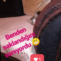 Tekir Kedi, Kedi  Ponçik fotoğrafı