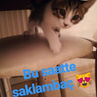 Tekir Kedi, Kedi  Ponçik fotoğrafı