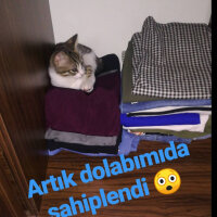 Tekir Kedi, Kedi  Ponçik fotoğrafı