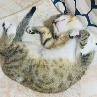 Tekir Kedi, Kedi  ALEX fotoğrafı