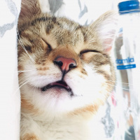 Tekir Kedi, Kedi  ALEX fotoğrafı