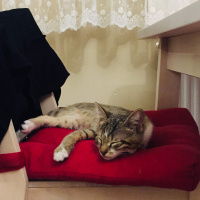 Tekir Kedi, Kedi  ALEX fotoğrafı