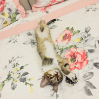 Tekir Kedi, Kedi  ALEX fotoğrafı