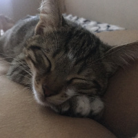 Tekir Kedi, Kedi  ALEX fotoğrafı