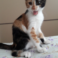Tekir Kedi, Kedi  Şeri fotoğrafı