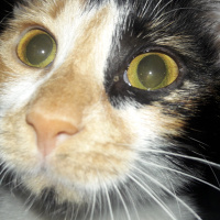 Tekir Kedi, Kedi  Şeri fotoğrafı