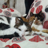 Tekir Kedi, Kedi  Şeri fotoğrafı