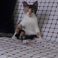 Tekir Kedi, Kedi  Şeri fotoğrafı