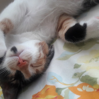 Tekir Kedi, Kedi  Şeri fotoğrafı