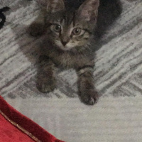 Tekir Kedi, Kedi  Şans fotoğrafı