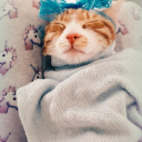 Tekir Kedi, Kedi  Portik fotoğrafı