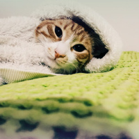 Tekir Kedi, Kedi  Portik fotoğrafı
