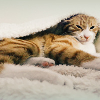 Tekir Kedi, Kedi  Portik fotoğrafı