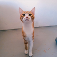 Tekir Kedi, Kedi  Portik fotoğrafı
