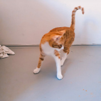 Tekir Kedi, Kedi  Portik fotoğrafı
