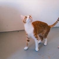 Tekir Kedi, Kedi  Portik fotoğrafı