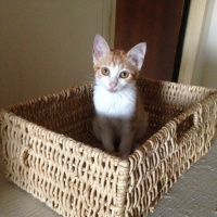 Tekir Kedi, Kedi  Portik fotoğrafı