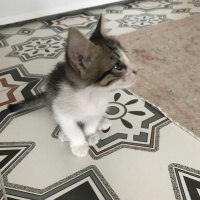 Tekir Kedi, Kedi  Leo fotoğrafı