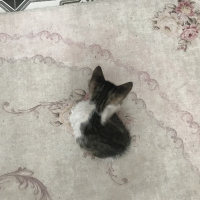 Tekir Kedi, Kedi  Leo fotoğrafı
