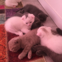 Scottish Fold, Kedi  İsimsiz yeni doğmuş scotıs fotoğrafı