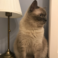 British Shorthair, Kedi  Muffin fotoğrafı