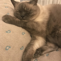 British Shorthair, Kedi  Muffin fotoğrafı