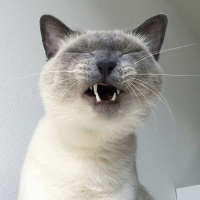 Siyam Kedisi, Kedi  Cocobalım fotoğrafı