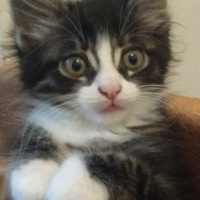 Tekir Kedi, Kedi  Şanslı fotoğrafı