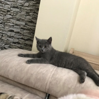 British Shorthair, Kedi  duman fotoğrafı