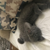 British Shorthair, Kedi  duman fotoğrafı