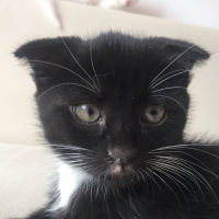 Tuxedo (Smokin) Kedi, Kedi  Rio fotoğrafı