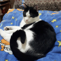 Tuxedo (Smokin) Kedi, Kedi  Diablo fotoğrafı